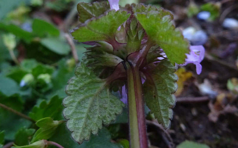 Lamium purpureum / Falsa ortica purpurea